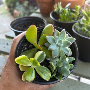 Charming Green Succulent Arrangement